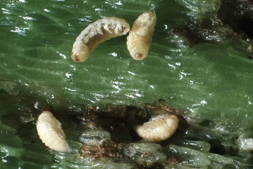 Larven en poppen van Anthonomus eugenii