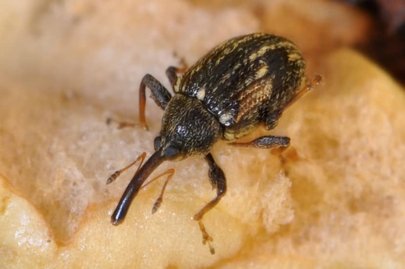 Kever van Anthonomus eugenii