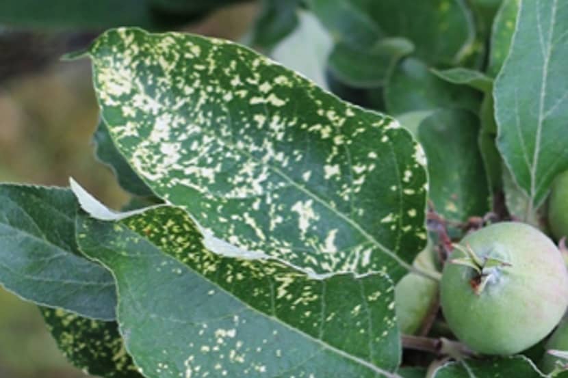 Apple mosaic virus (appelmozaïekvirus)