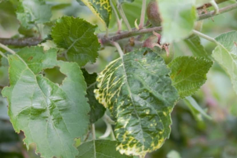 Apple mosaic virus (appelmozaïekvirus)