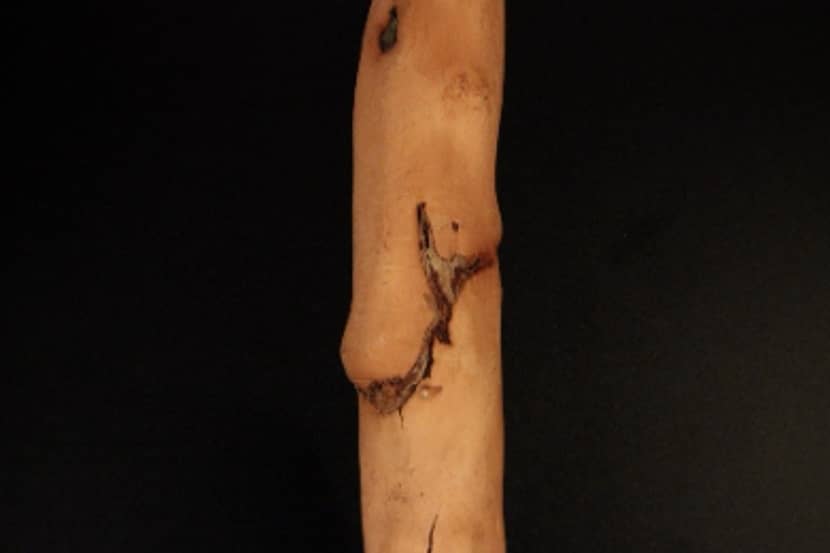 Apple stem grooving virus (appelhoutgroefvirus)