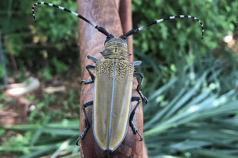 Kever van Apriona rugicollis