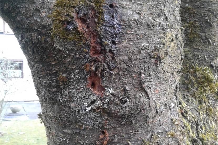 Schade veroorzaakt door Aromia bungii