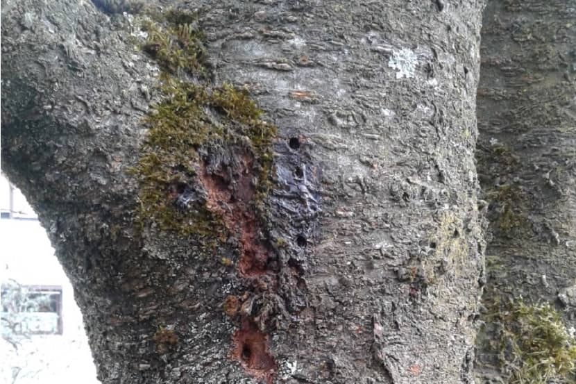 Symptomen veroorzaakt door larve Aromia bungii