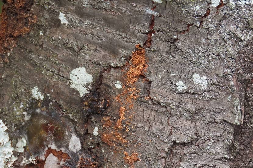 Aromia bungii boormeel