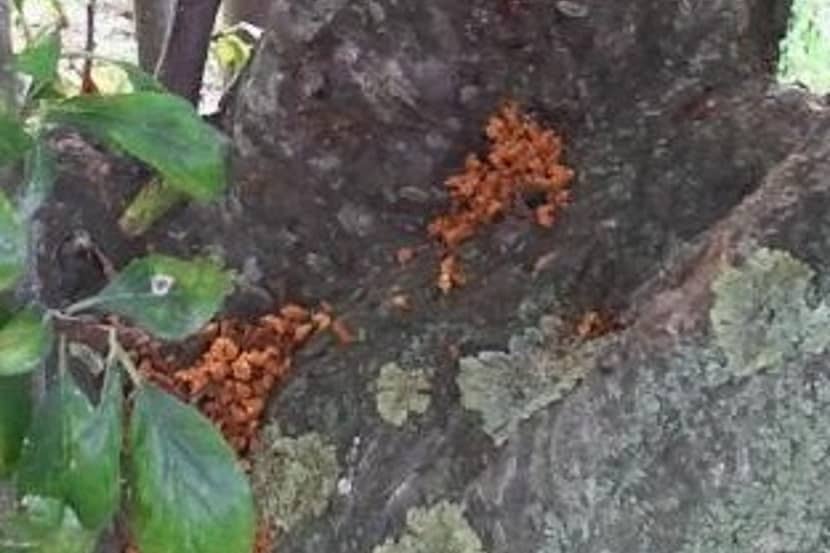 Symptomen veroorzaakt door Aromia bungii