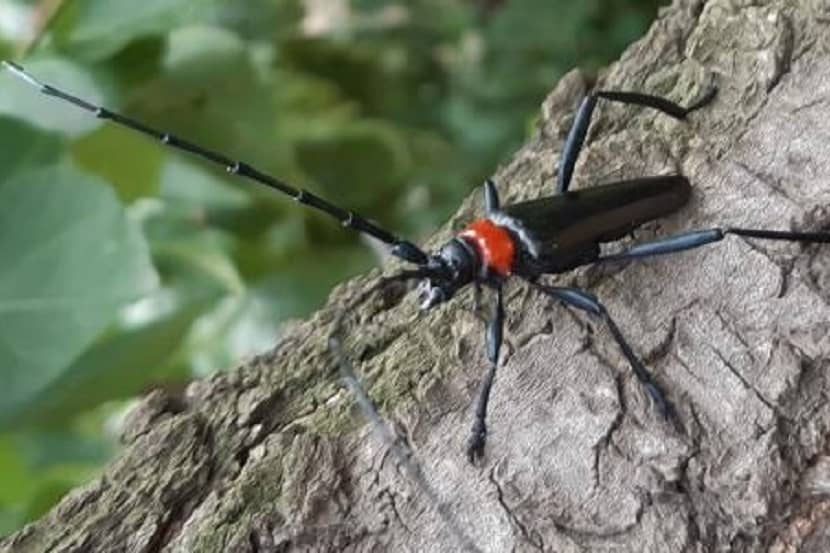 Volwassen kever Aromia bungii