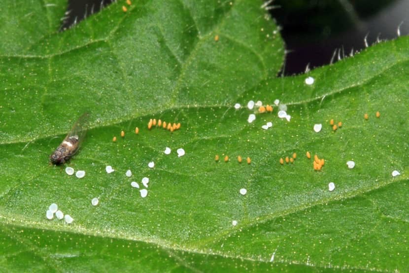 Eitjes van Bactericera cockerelli