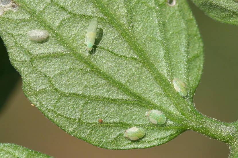 Adult en nimfen van Bactericera cockerelli