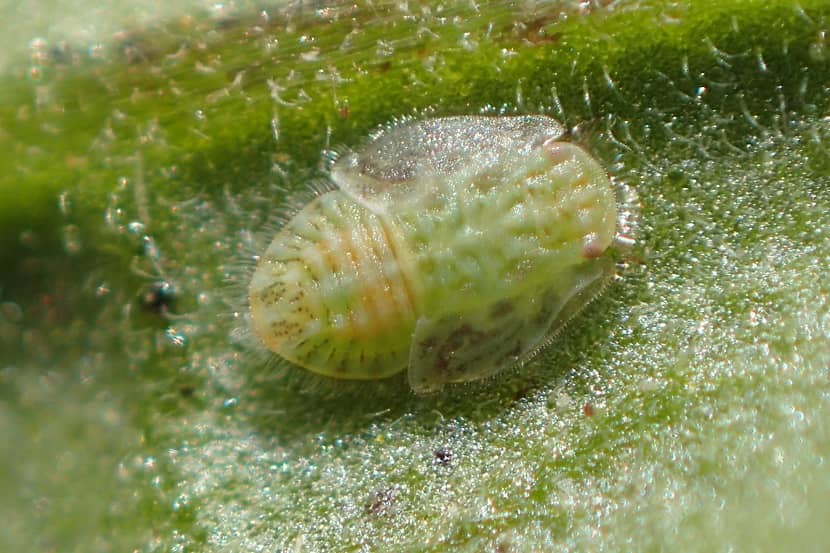Volgroeide nimf van Bactericera cockerelli