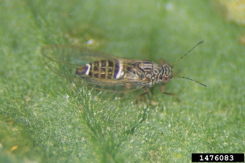 Adult van Bactericera cockerelli