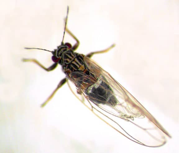 Adult van Bactericera cockerelli