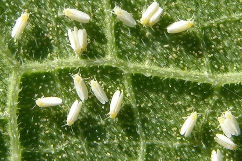 Adulten van Bemisia tabaci