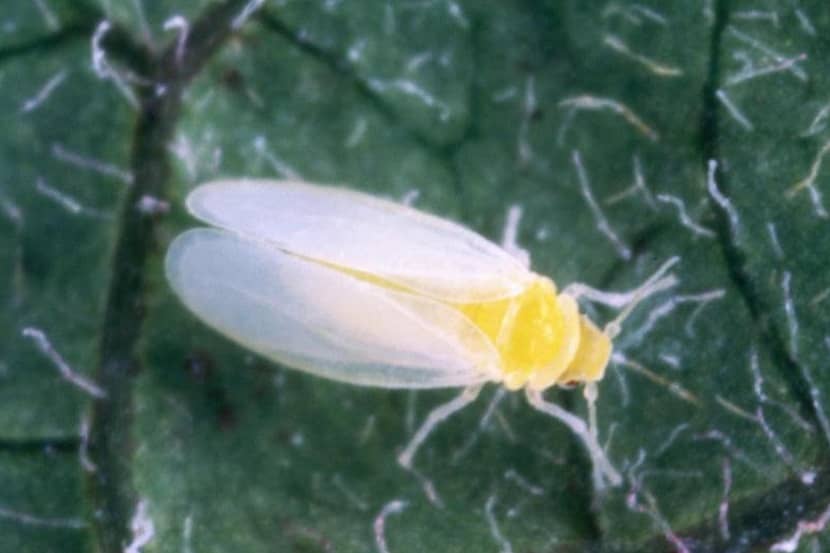 Adult van Bemisia tabaci
