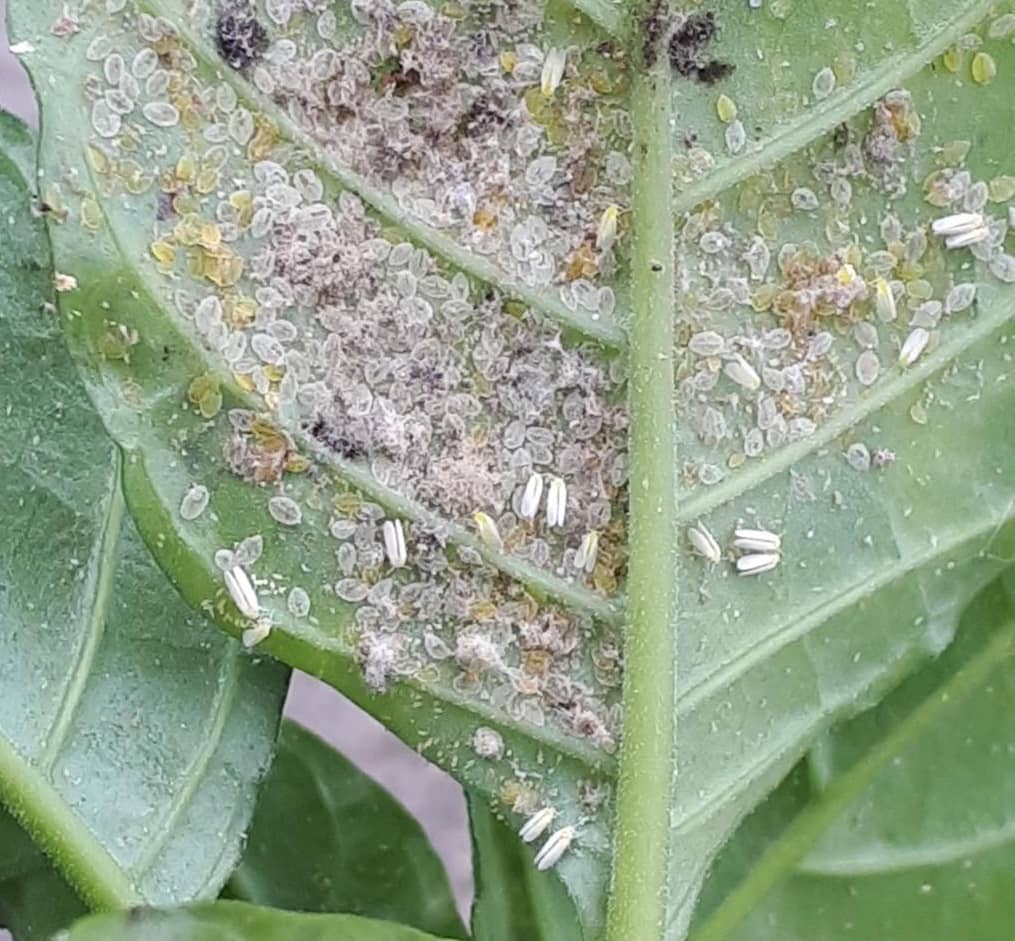 Bemisia tabaci (tabakswittevlieg) op Crossandra