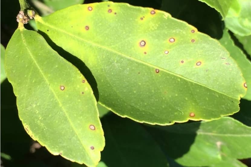 Bladvlekken op blad van Citrus limon