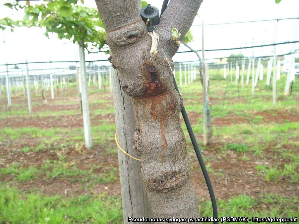 Bloeding op de stam t.g.v. Pseudomonas syringae pv. actinidiae