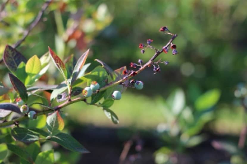 Blueberry scorch virus