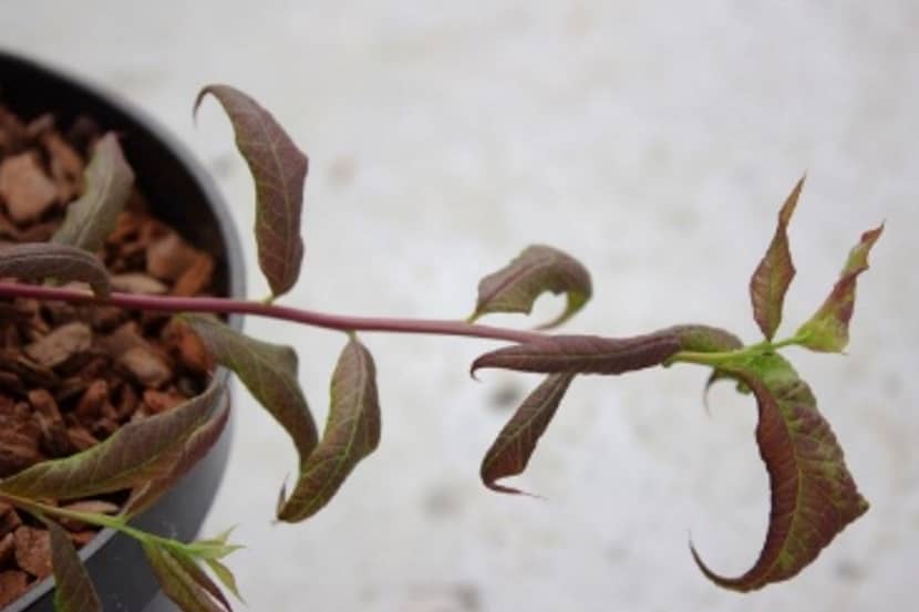 Blueberry shoestring virus