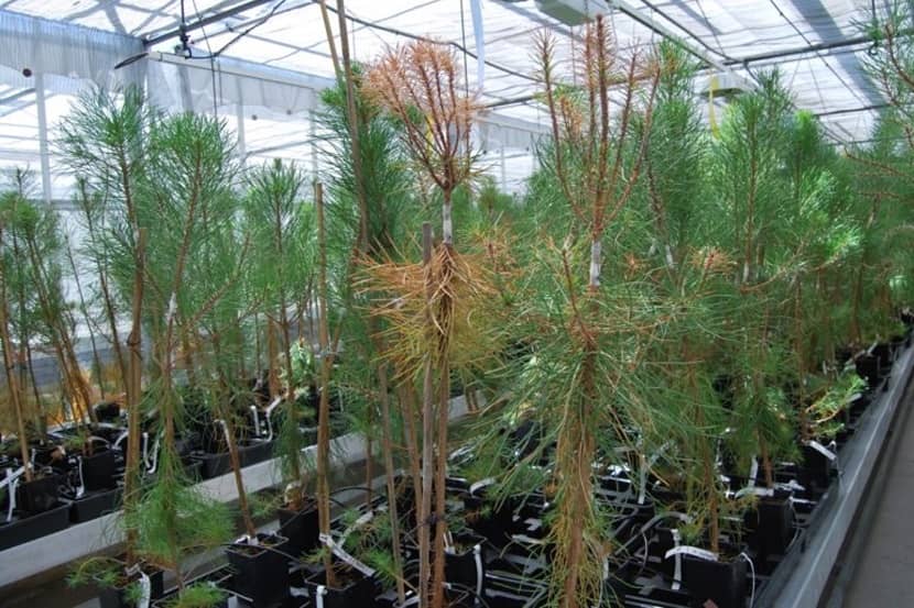 Symptoom van Bursaphelenchus xylophilus op jonge bomen