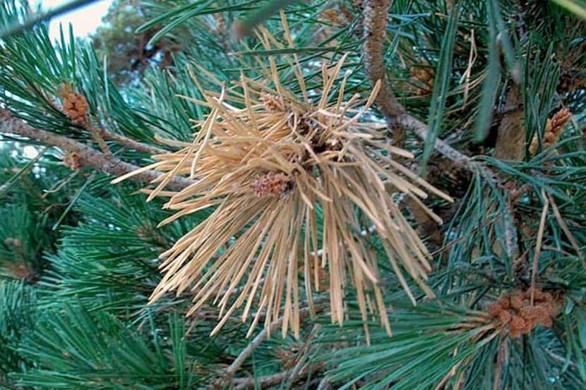 Symptoom van Bursaphelenchus xylophilus op Pinus