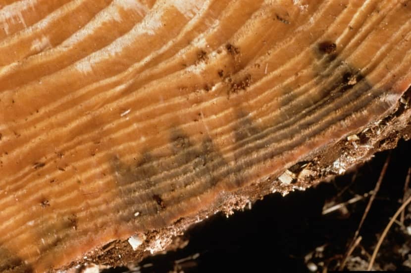 Verkleuring in hout door Bursaphelenchus xylophilus