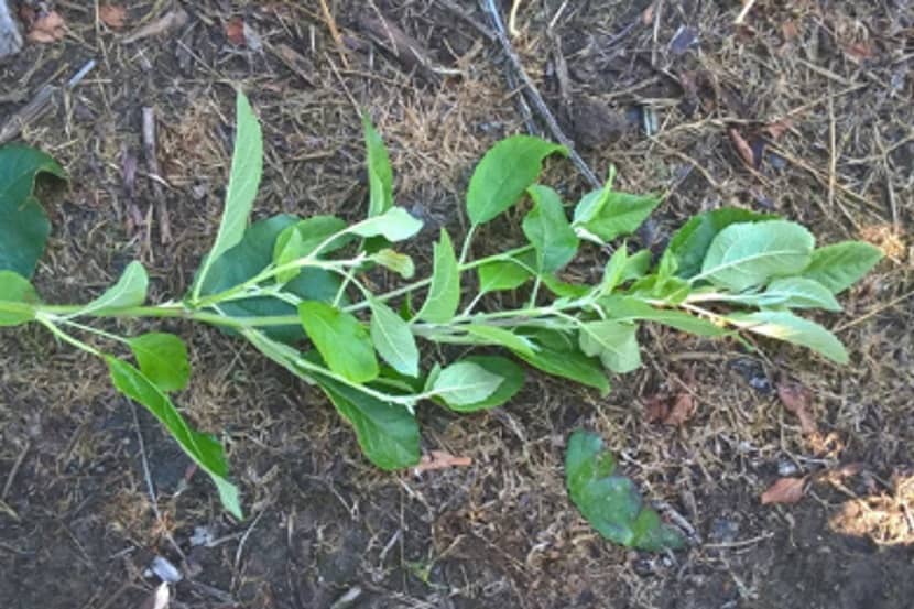 Candidates Phytoplasma mali (appelheksenbezemfytoplasma)