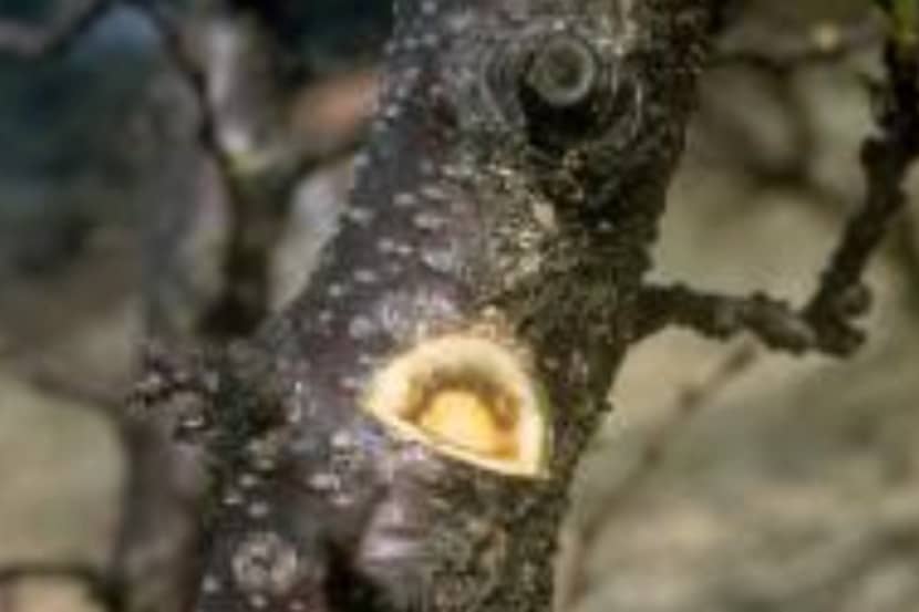 Candidates Phytoplasma prunorum