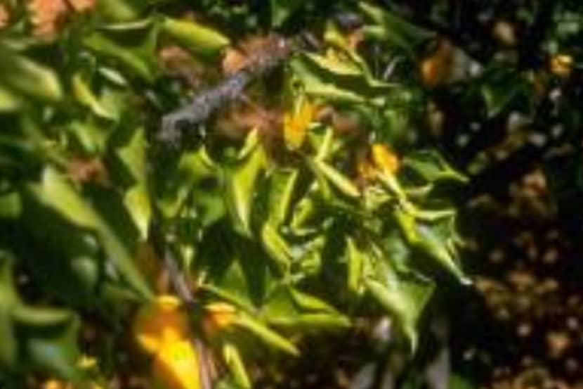 Candidates Phytoplasma prunorum