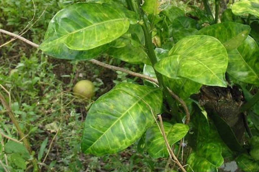 Candidatus Liberibacter aangetast citrusblad met verspreide gele vlekken