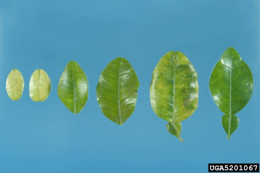Symptomen van een aangetast citrusblad