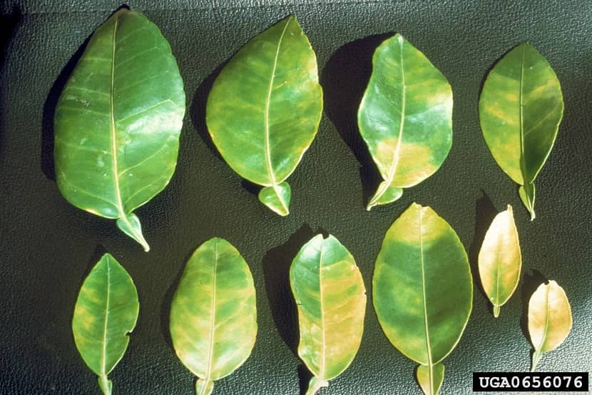 Symptomen van een aangetast citrusblad