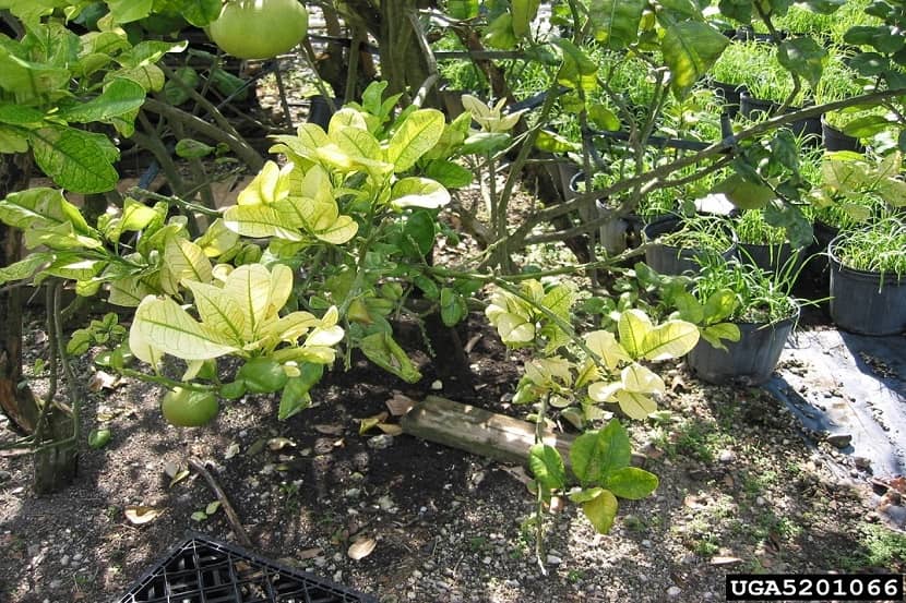 Aangetaste citrusplant met gele scheuten