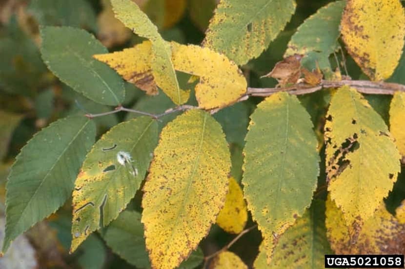 Bladverkleuring als gevolg van Candidatus Phytoplasma ulmi