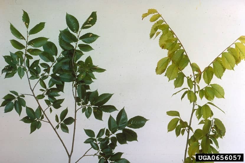 Symptomen op een tak door Candidatus Phytoplasma ulmi