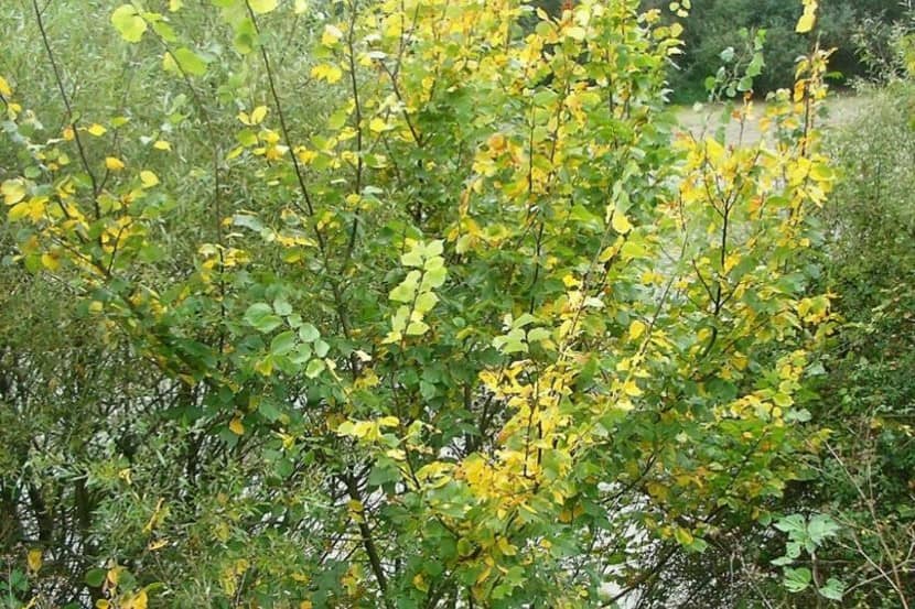 Symptomen op een boom door Candidatus Phytoplasma ulmi