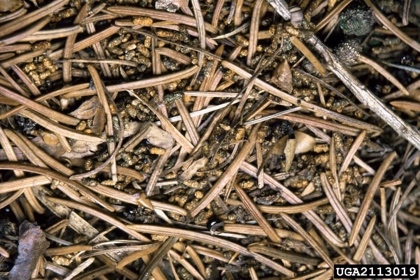 Larven van Cephalcia lariciphila