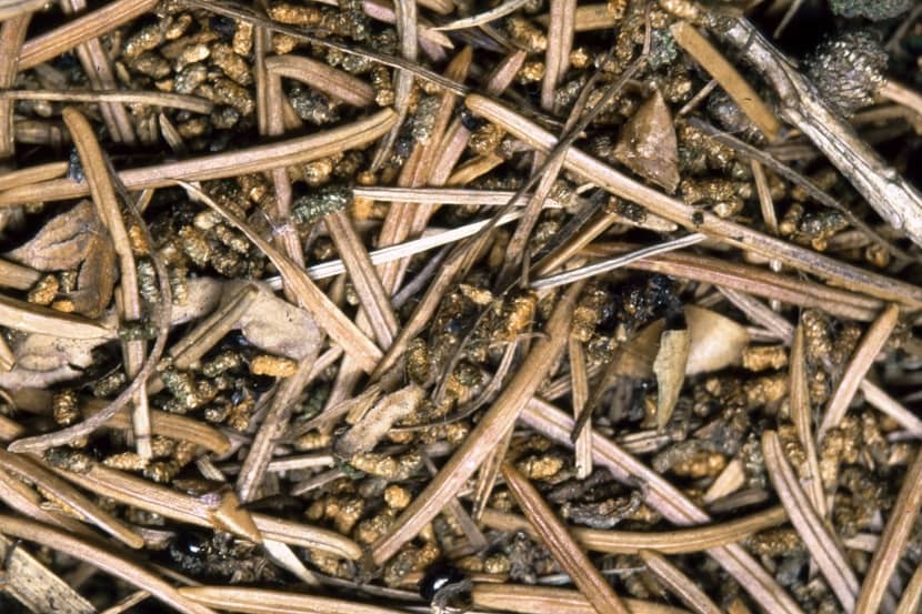 Uitwerpselen van Cephalcia lariciphila op de grond