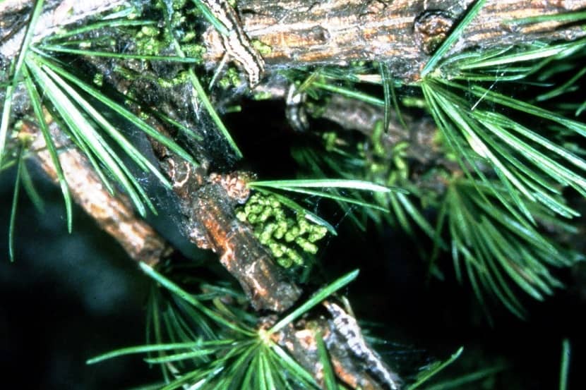 Uitwerpselen van Cephalcia lariciphila op de naalden