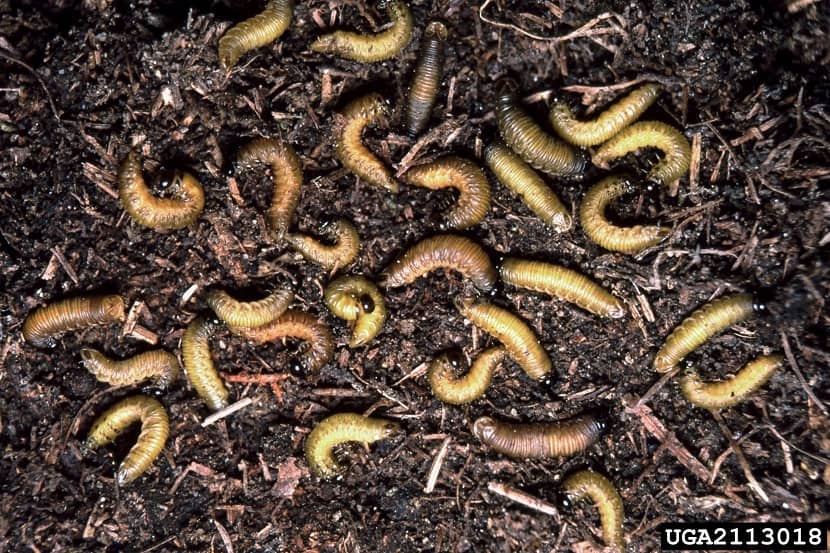 Larven van Cephalcia lariciphila