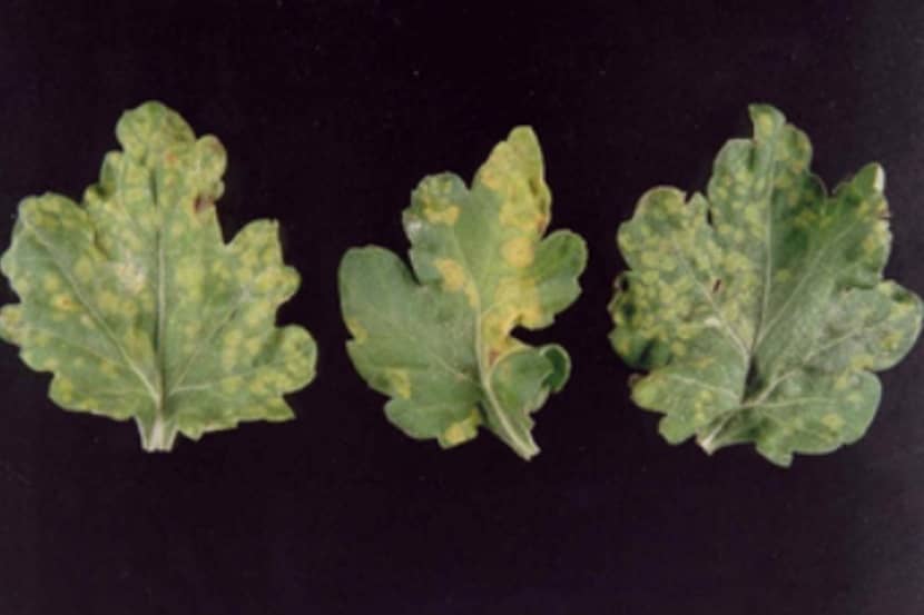 Chrysanthemum stunt viroid (chrysantendwergziekteviroïde)