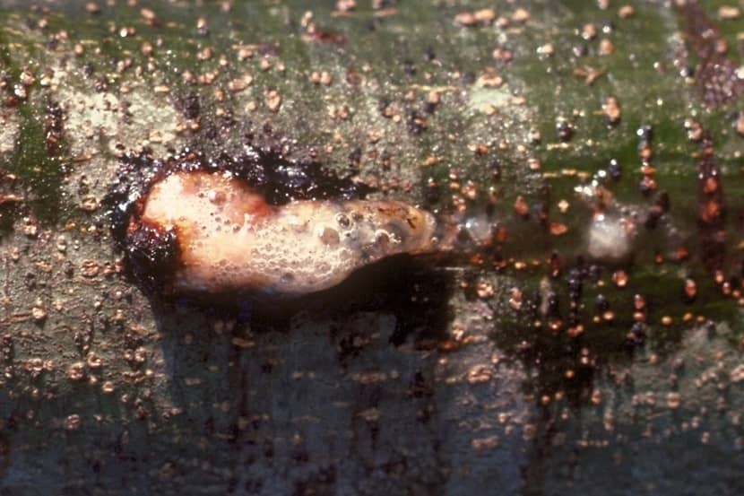 Bloeding van de bast als gevolg van Chrysobothris femorata
