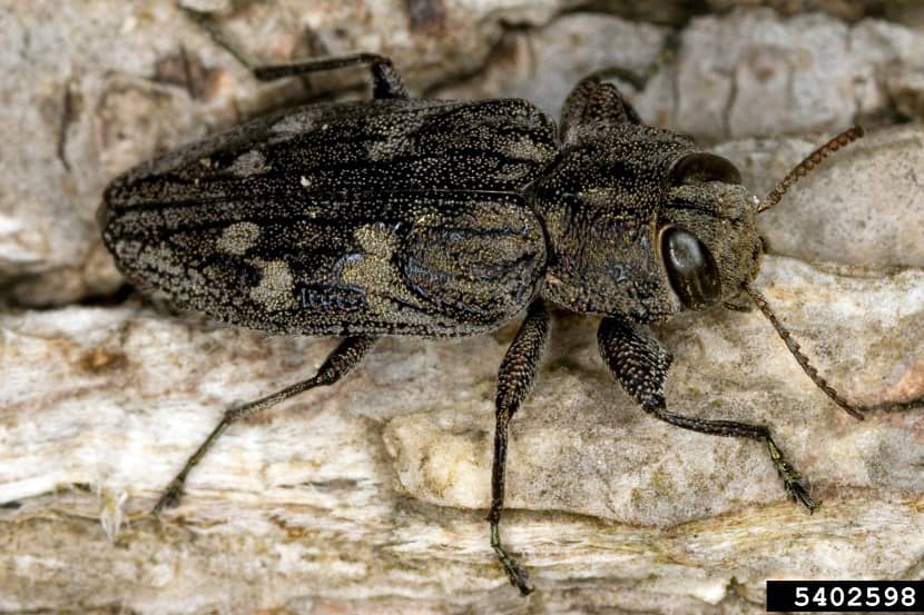 Chrysobothris femorata adult