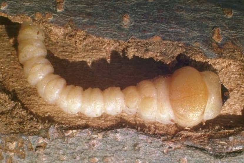 Larve van Chrysobothris femorata