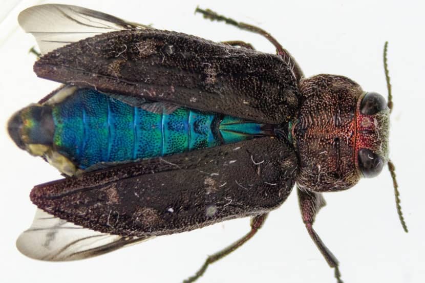 Chrysobothris mali adult met metallic blauw achterlijf onder de dekschilden