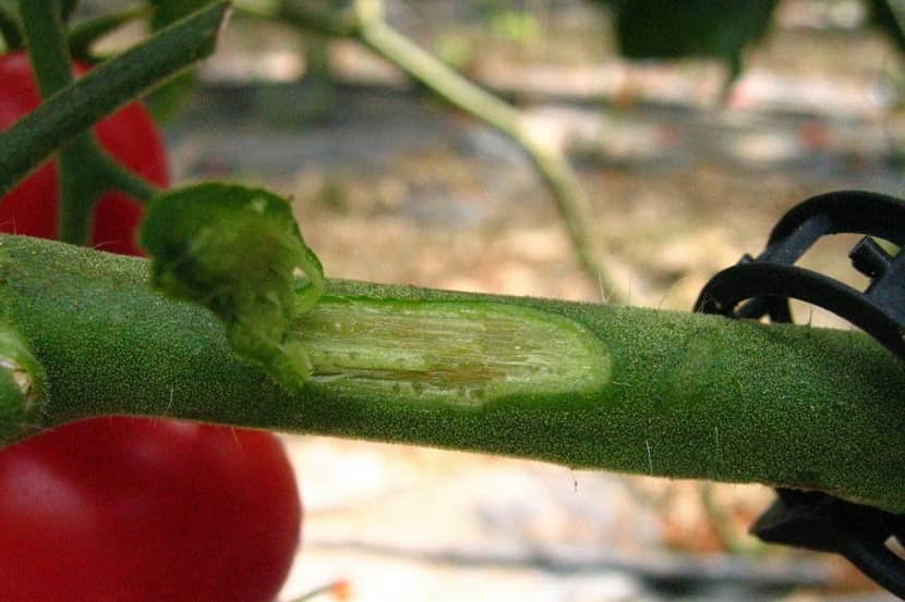 Clavibacter michiganensis subsp. michiganensis (bacterieverwelkingsziekte)