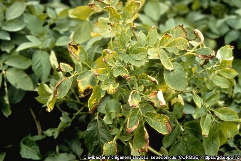 Door Clavibacter sepedonicus aangetaste aardappelplant