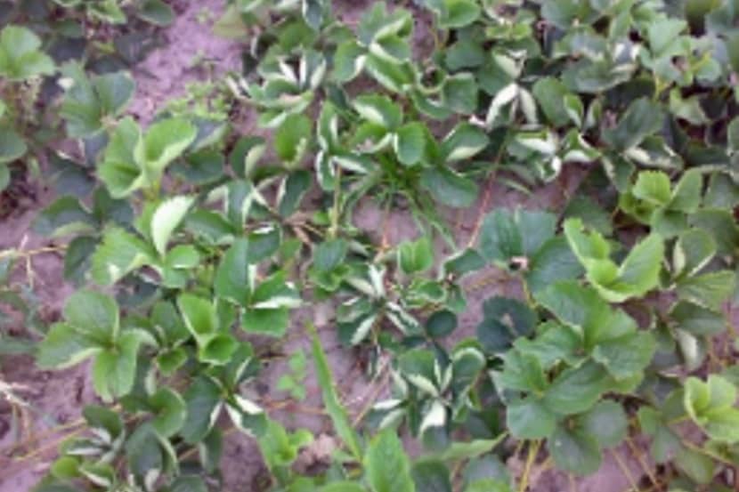 Colletotrichum acutatum (antracose of zwartvruchtrot bij aardbei)