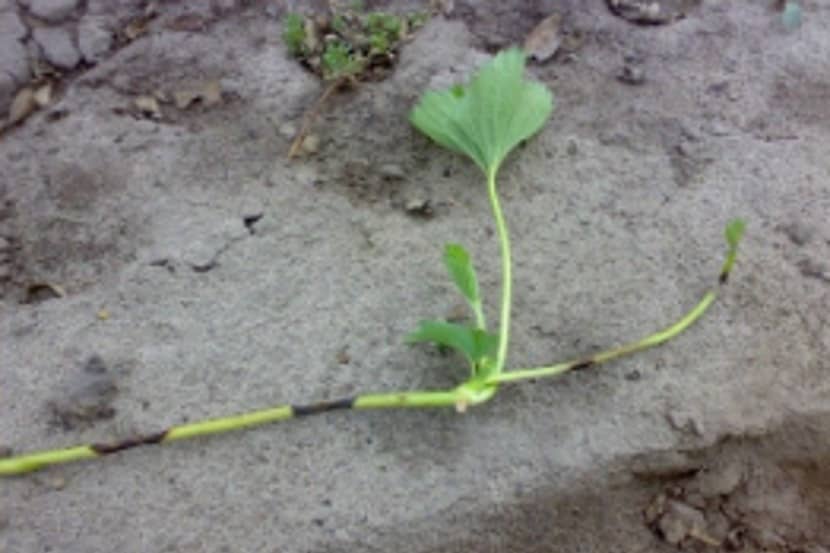 Colletotrichum acutatum (antracose of zwartvruchtrot bij aardbei)