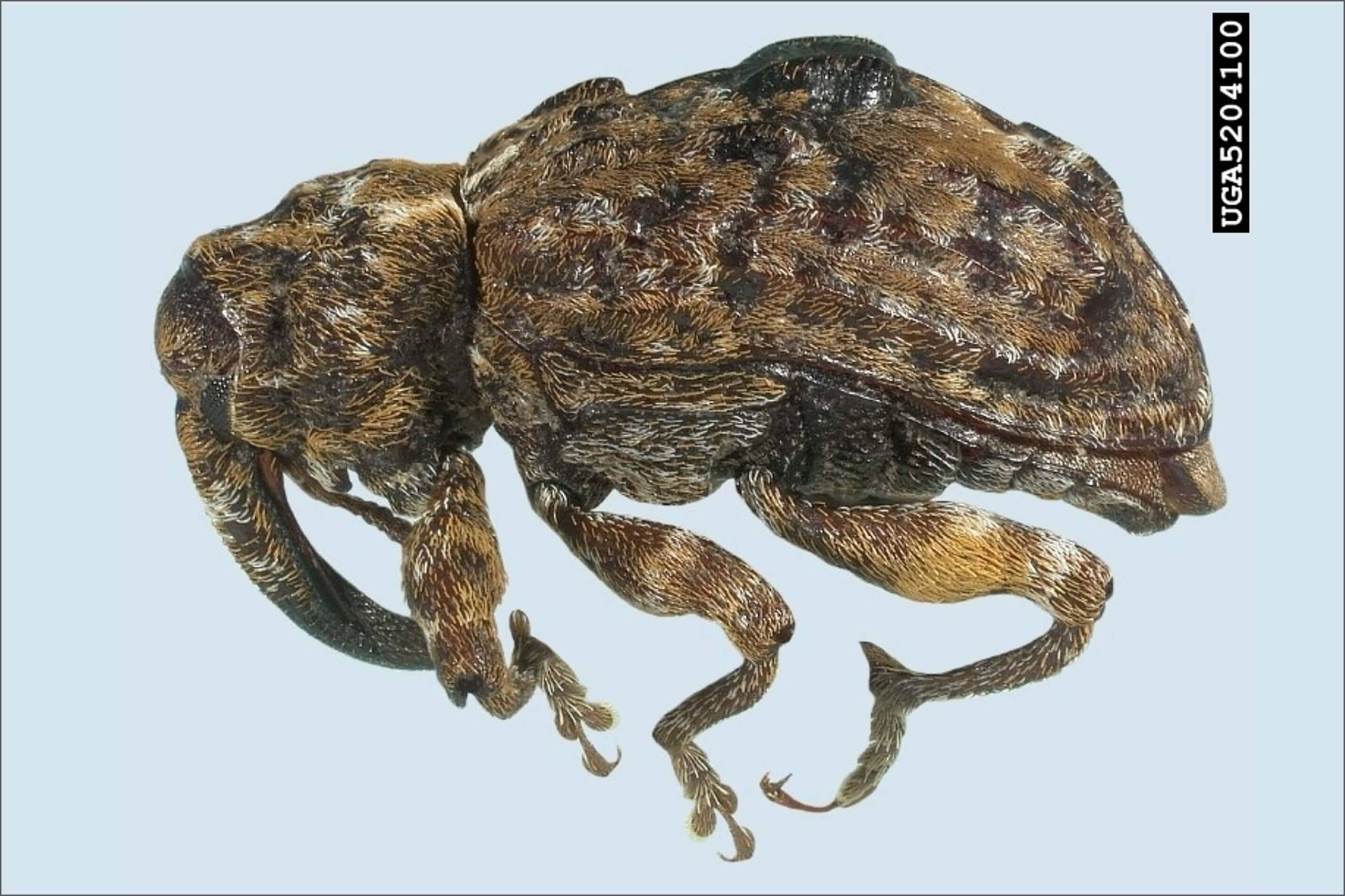 Conotrachelus nenuphar adult